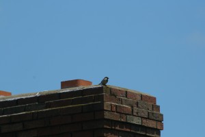 How to get a bird out of your Chimney